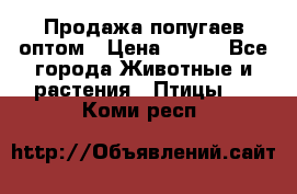 Продажа попугаев оптом › Цена ­ 500 - Все города Животные и растения » Птицы   . Коми респ.